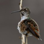 Hummer17.jpg