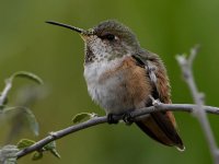 Hummer19.jpg