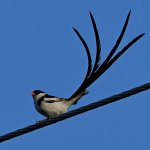 Whydah9.jpg