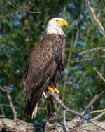 Baldy-980.jpg
