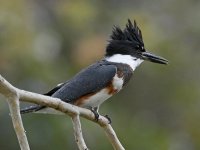 Kingfisher.jpg