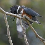 Kingfisher4.jpg