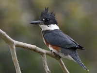 Kingfisher6.jpg