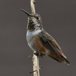 Hummer5.jpg