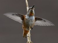 Hummer6.jpg