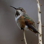 Hummer12.jpg