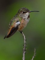 Hummer20.jpg
