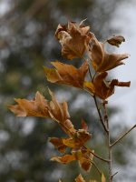 Leaves.jpg