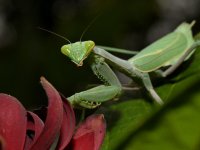 Mantis6.jpg