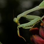 Mantis4.jpg