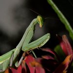 Mantis5.jpg