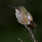 Hummer3.jpg