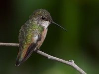 Hummer5.jpg