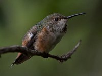 Hummer15.jpg