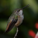 Hummer17.jpg