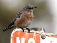 Bluebird.jpg