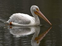 Pelican3.jpg