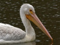 Pelican4.jpg