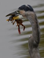 BlueHeron.jpg