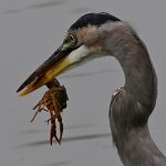 BlueHeron6.jpg