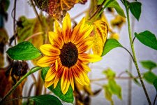 610_3524-HDR-Edit.jpg