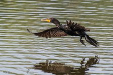 CormorantFlight-981.jpg