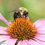 BeeFlower-981.jpg