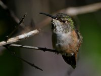 Hummer30.jpg