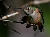 Hummer37.jpg