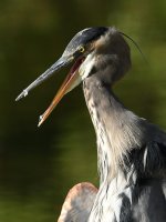 BlueHeron5.jpg