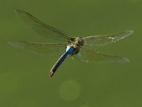 DragonFly4.jpg