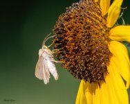 ButterflySunflower-981.jpg