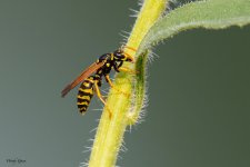 Wasp-981.jpg