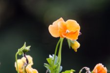 DSC_0996.jpg