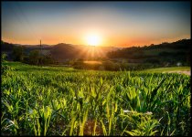 Corn field.jpg