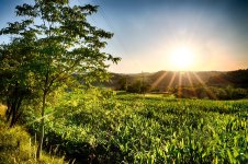 Corn Field 2.jpg
