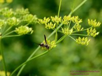 185 Wasp-130704-03_01.jpg