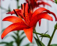 Orange Lily (1 of 1).jpg