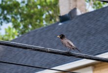Bird on a wire (1 of 1).jpg