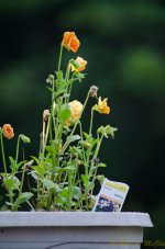 DSC_8532.jpg