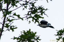 DSC_8527.jpg