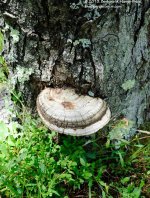186 Tree Fungus-130705-04_01.jpg