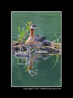 Red-Neck-Grebe-(22).jpg