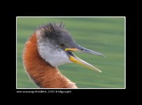 Red-Neck-Grebe-(21).jpg