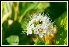 Day187Flower.jpg