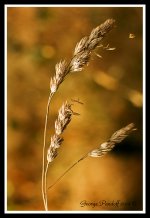 Day187Grass.jpg