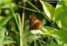 187 Butterfly-130706_01.jpg