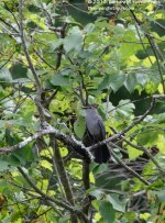 187 Catbird-130706-01_01.jpg