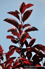 187 Leaves-130706-02_01.jpg