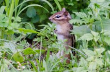DSC_8585.jpg